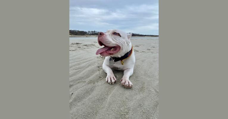 Apollo, an American Bully tested with EmbarkVet.com