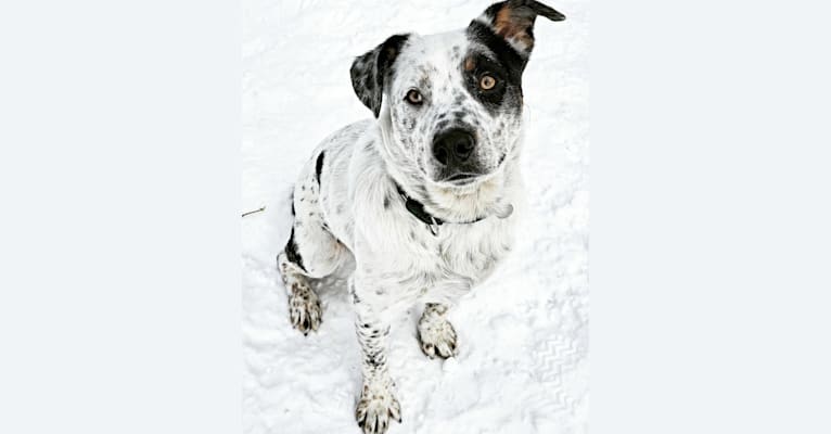 Lou, an Australian Cattle Dog and Australian Shepherd mix tested with EmbarkVet.com