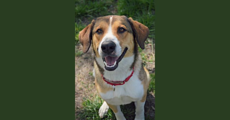 Cosmo, a German Shepherd Dog and Labrador Retriever mix tested with EmbarkVet.com