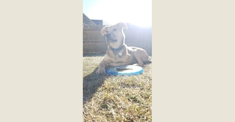 Photo of Rocky, a German Shepherd Dog, American Pit Bull Terrier, Labrador Retriever, and Mixed mix in Arkansas, USA