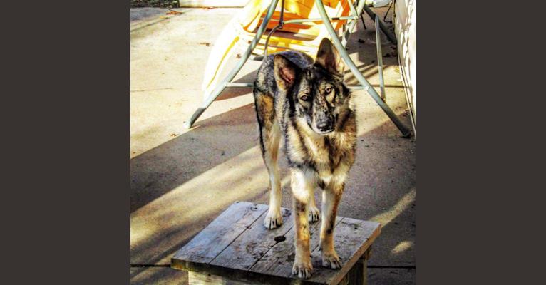 Riley, a German Shepherd Dog and Siberian Husky mix tested with EmbarkVet.com
