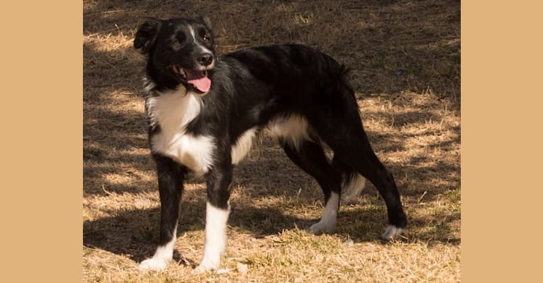 Photo of Tux, a Border Collie, Whippet, Border Terrier, and Russell-type Terrier mix in Pahrump, NV, USA