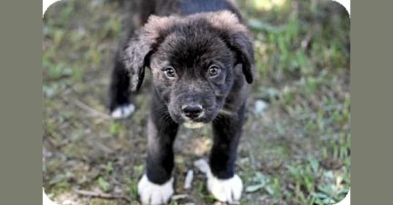 Luna, a Staffordshire Terrier and Australian Shepherd mix tested with EmbarkVet.com