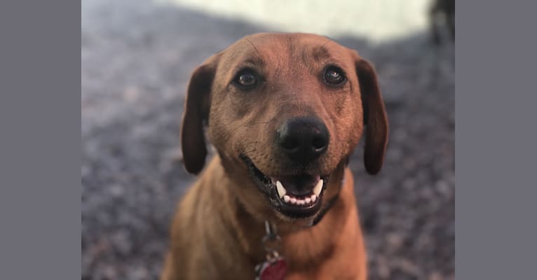 Jazz, a Dachshund and Coonhound mix tested with EmbarkVet.com