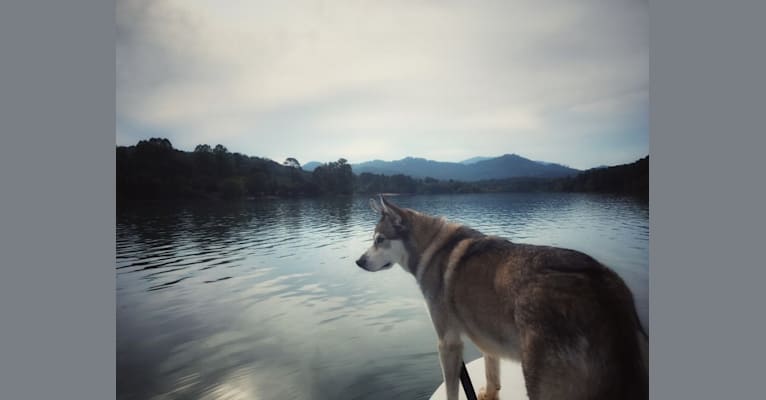 Mica, a Siberian Husky and Beagle mix tested with EmbarkVet.com