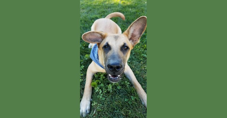 Charlie, a German Shepherd Dog and American Pit Bull Terrier mix tested with EmbarkVet.com