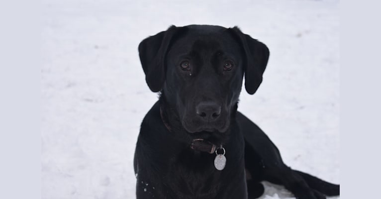Fischer's Bailey Nicole, a Labrador Retriever tested with EmbarkVet.com