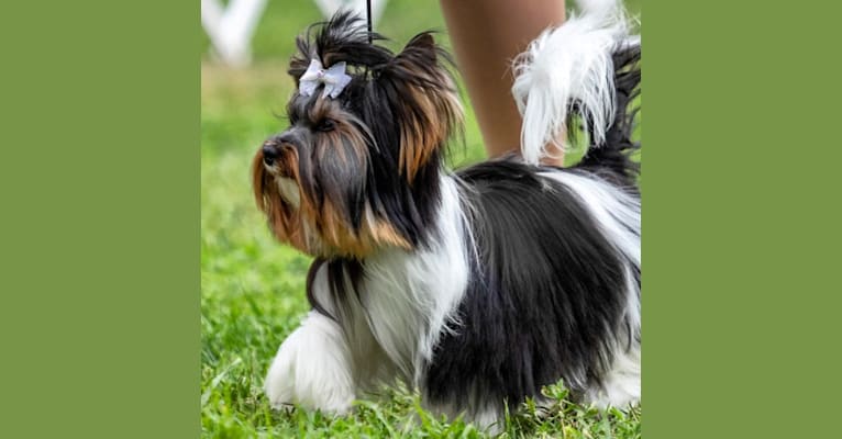 Elvis, a Biewer Terrier tested with EmbarkVet.com