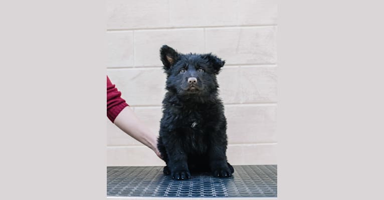 Rondamálësatar Sanwëc'han, a German Shepherd Dog tested with EmbarkVet.com