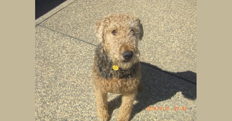 Photo of Duke, an Airedale Terrier  in California, USA