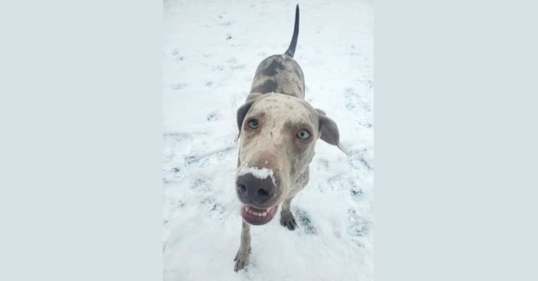 Maggie, a Weimaraner and Catahoula Leopard Dog mix tested with EmbarkVet.com