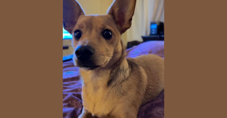 Alexa (Lexi) Isabella, a Chihuahua and Rat Terrier mix tested with EmbarkVet.com