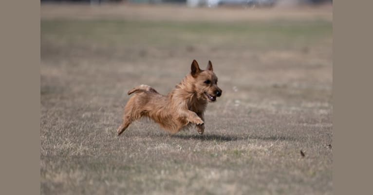 Dunham Lake The Heat is On "Wasabi", an Australian Terrier tested with EmbarkVet.com