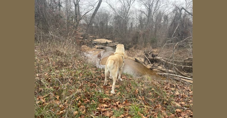 Zeus, a West Asian Village Dog tested with EmbarkVet.com