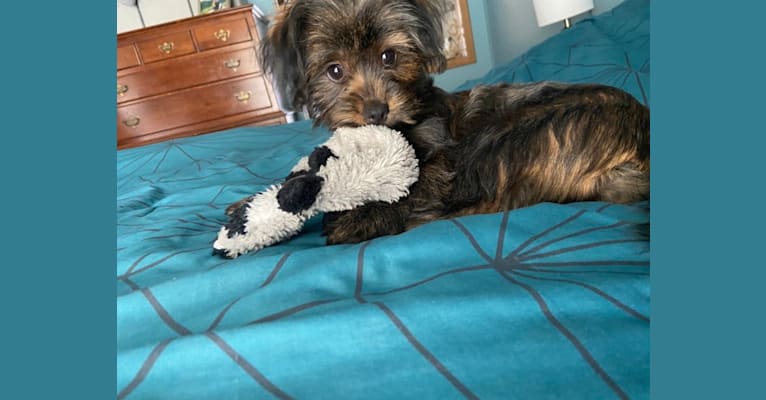 Photo of Pretzel, a Yorkshire Terrier and Shih Tzu mix in Reading, PA, USA