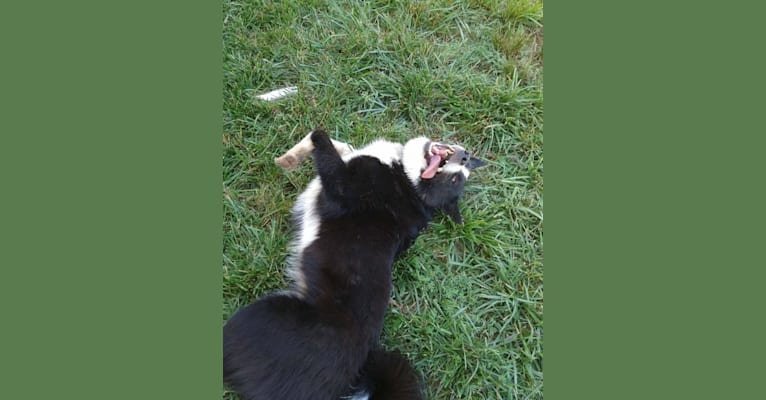 Yasna, a Karelian Bear Dog tested with EmbarkVet.com