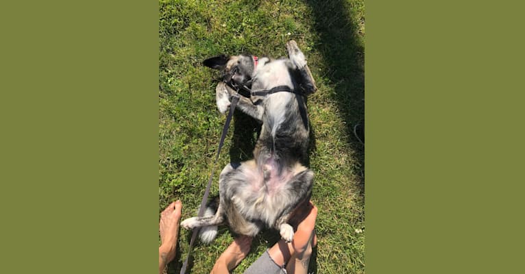Bodhi, a Norwegian Elkhound and German Shepherd Dog mix tested with EmbarkVet.com