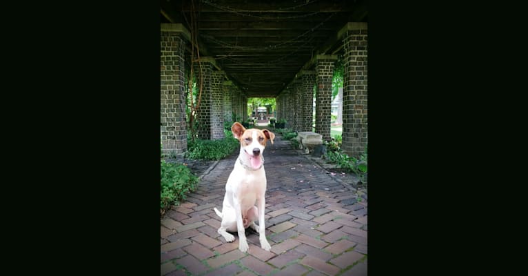 Photo of Kramer Ray, an American Pit Bull Terrier, American Foxhound, and Australian Cattle Dog mix in Arkansas, USA