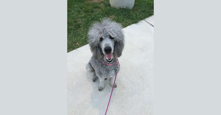 Zoey, a Poodle (Standard) tested with EmbarkVet.com