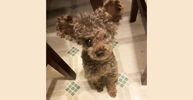 Buster, a Yorkipoo (6.2% unresolved) tested with EmbarkVet.com