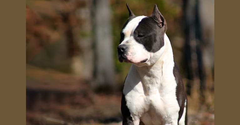 Zodiac, an American Staffordshire Terrier tested with EmbarkVet.com