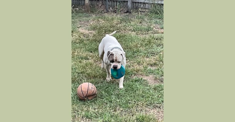 Photo of Bruno, an American Bulldog  in Texas, USA