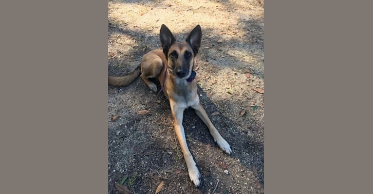 Embark Dog Dna Test Breed