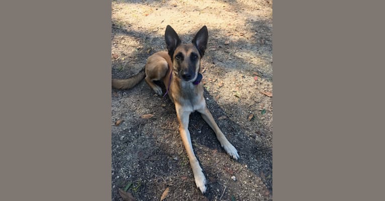 Karma, a Belgian Malinois and Dutch Shepherd mix tested with EmbarkVet.com