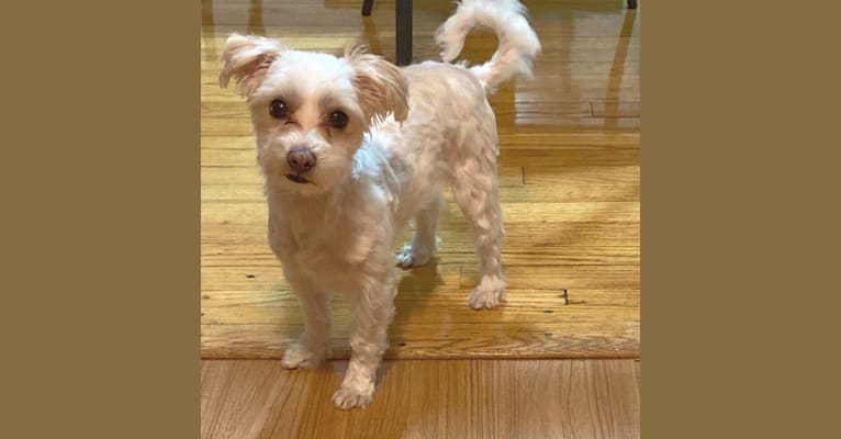 Elwood, a Maltese and Havanese mix tested with EmbarkVet.com