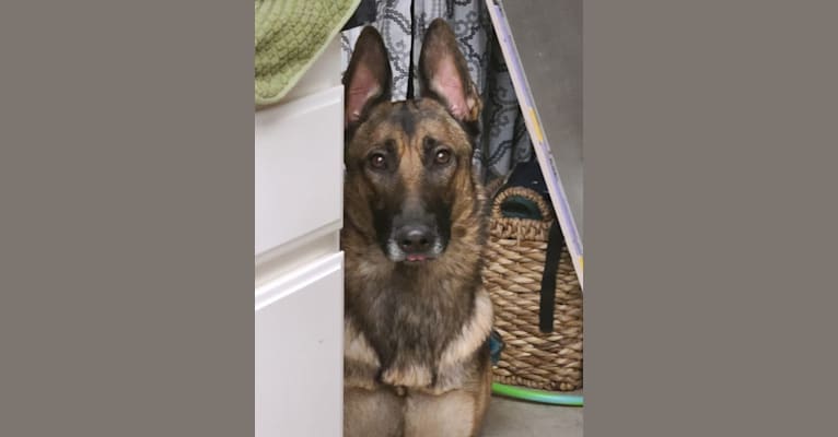 Parker, a German Shepherd Dog and Belgian Malinois mix tested with EmbarkVet.com