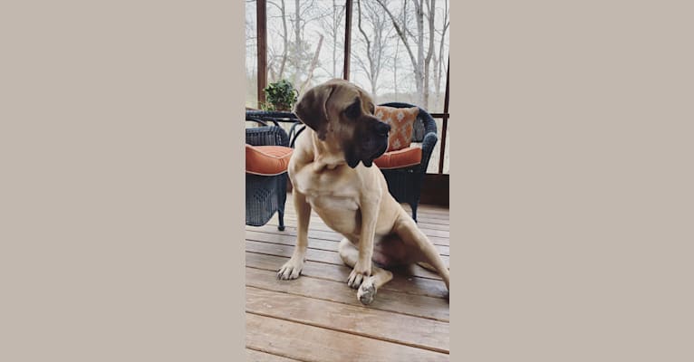Photo of Luna, a Mastiff  in Nashville, Tennessee, USA