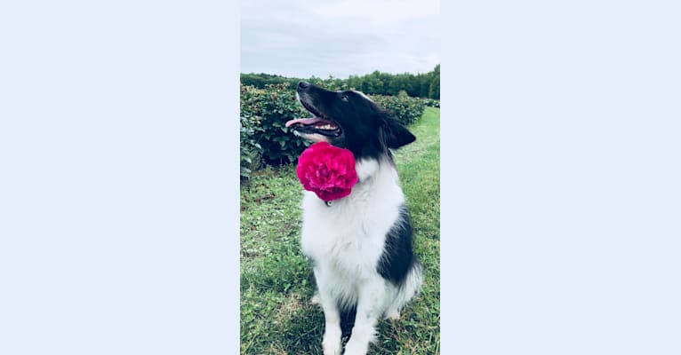 Spruce, a Border Collie (17.6% unresolved) tested with EmbarkVet.com