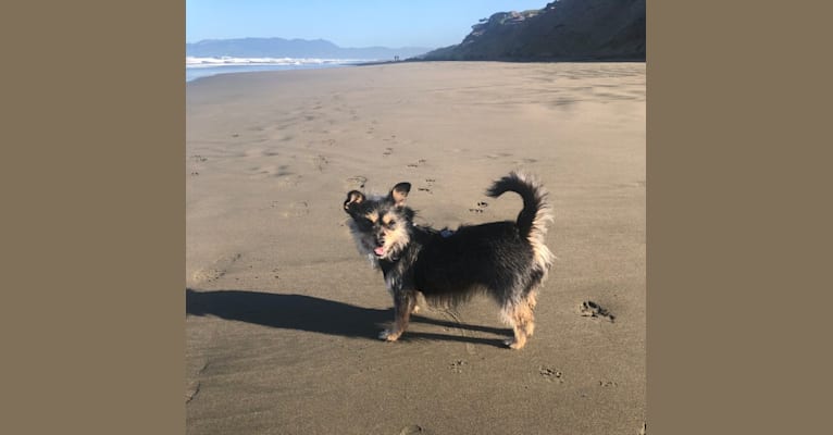 Peanut Karma, a Poodle (Small) and Chihuahua mix tested with EmbarkVet.com