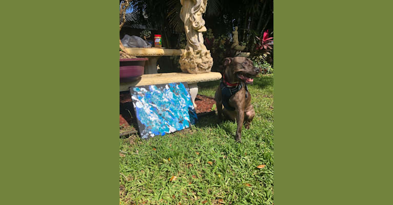 Photo of Stella, an American Pit Bull Terrier  in Fort Pierce, FL, USA
