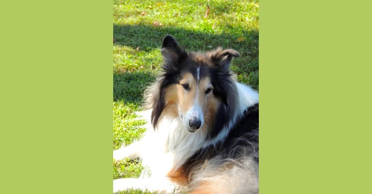Photo of Gordon, a Collie  in Maryland, USA