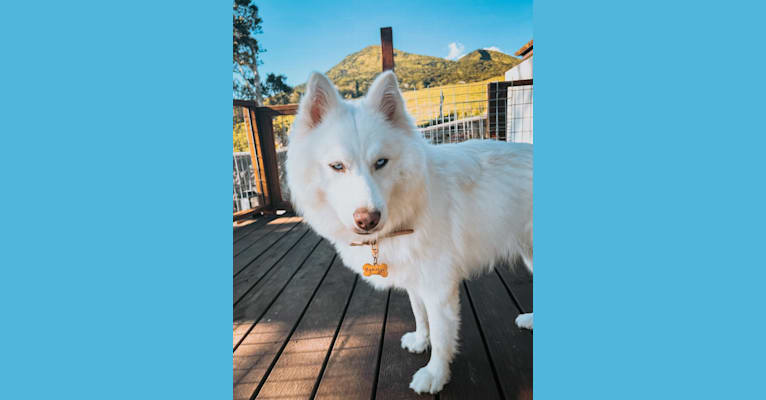 Nymeria of Huskies of Hawaii, a Siberian Husky tested with EmbarkVet.com