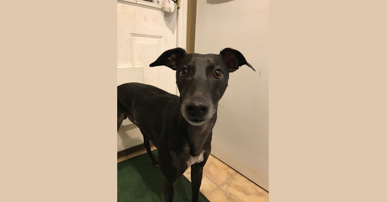 Photo of Pi, a Whippet  in New Mexico, USA