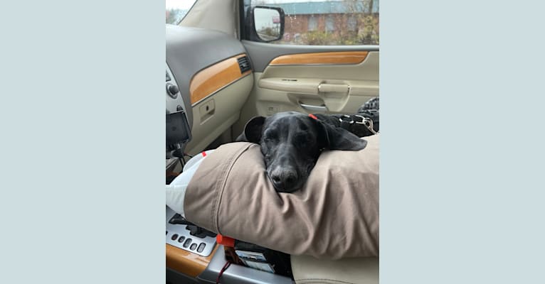 Photo of Gunner Smith, a German Shorthaired Pointer  in 105 Hall Road, Chatsworth, GA 30705, USA