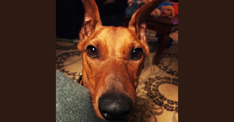 Keltis, a German Pinscher tested with EmbarkVet.com