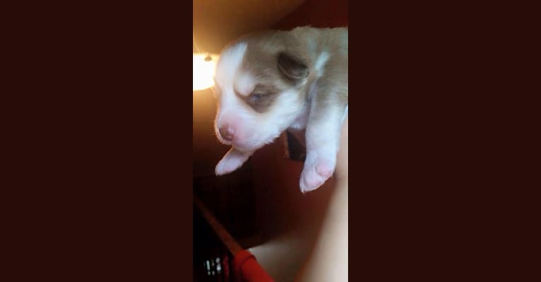 Koda, a Siberian Husky and American Pit Bull Terrier mix tested with EmbarkVet.com