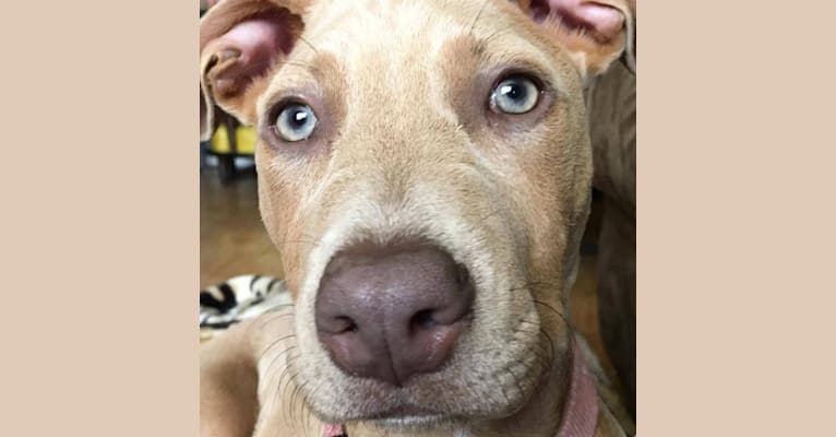 Nova, a Staffordshire Terrier and Doberman Pinscher mix tested with EmbarkVet.com
