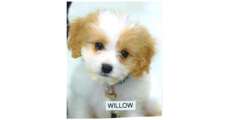 Willow, a Cavalier King Charles Spaniel and Poodle (Small) mix tested with EmbarkVet.com