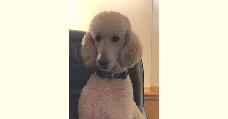 Romo, a Poodle (Standard) tested with EmbarkVet.com