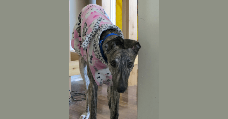 Photo of Gina, a Greyhound  in Incheon, Incheon, South Korea