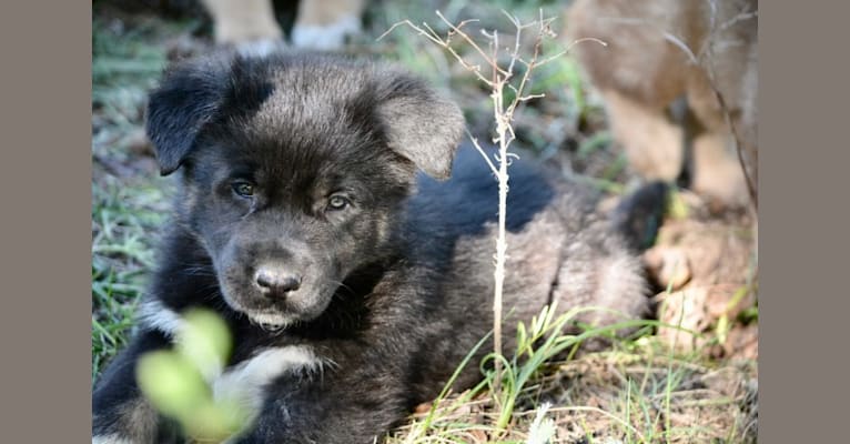 Meriwether, a German Shepherd Dog and Alaskan Malamute mix tested with EmbarkVet.com