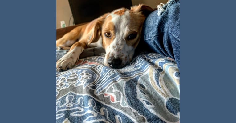 Langston Hughes, a Beagle and Australian Shepherd mix tested with EmbarkVet.com