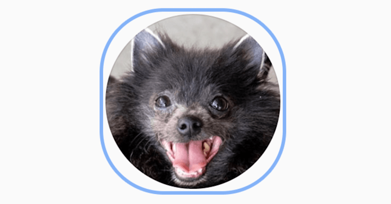 Photo of Bat Boy, a Pomeranian  in New York, USA