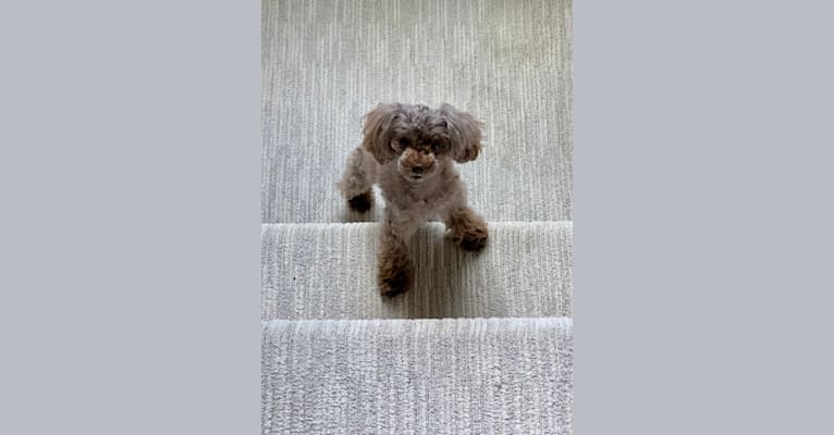 Kayla, a Poodle (Small) tested with EmbarkVet.com