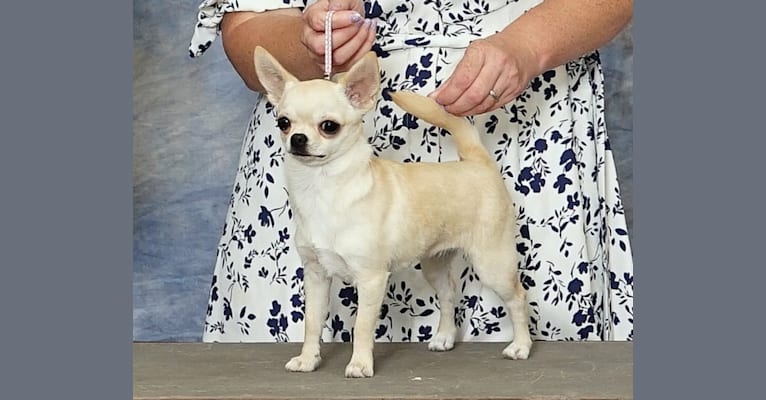 Taya, a Chihuahua tested with EmbarkVet.com