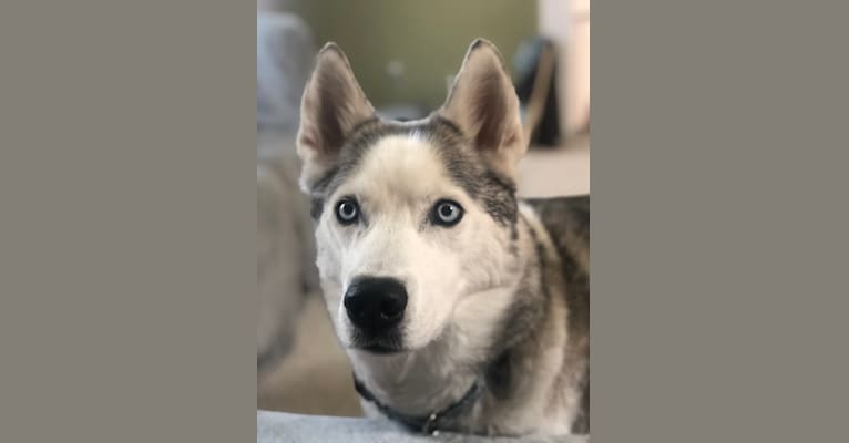 Blue, a Siberian Husky and American Eskimo Dog mix tested with EmbarkVet.com